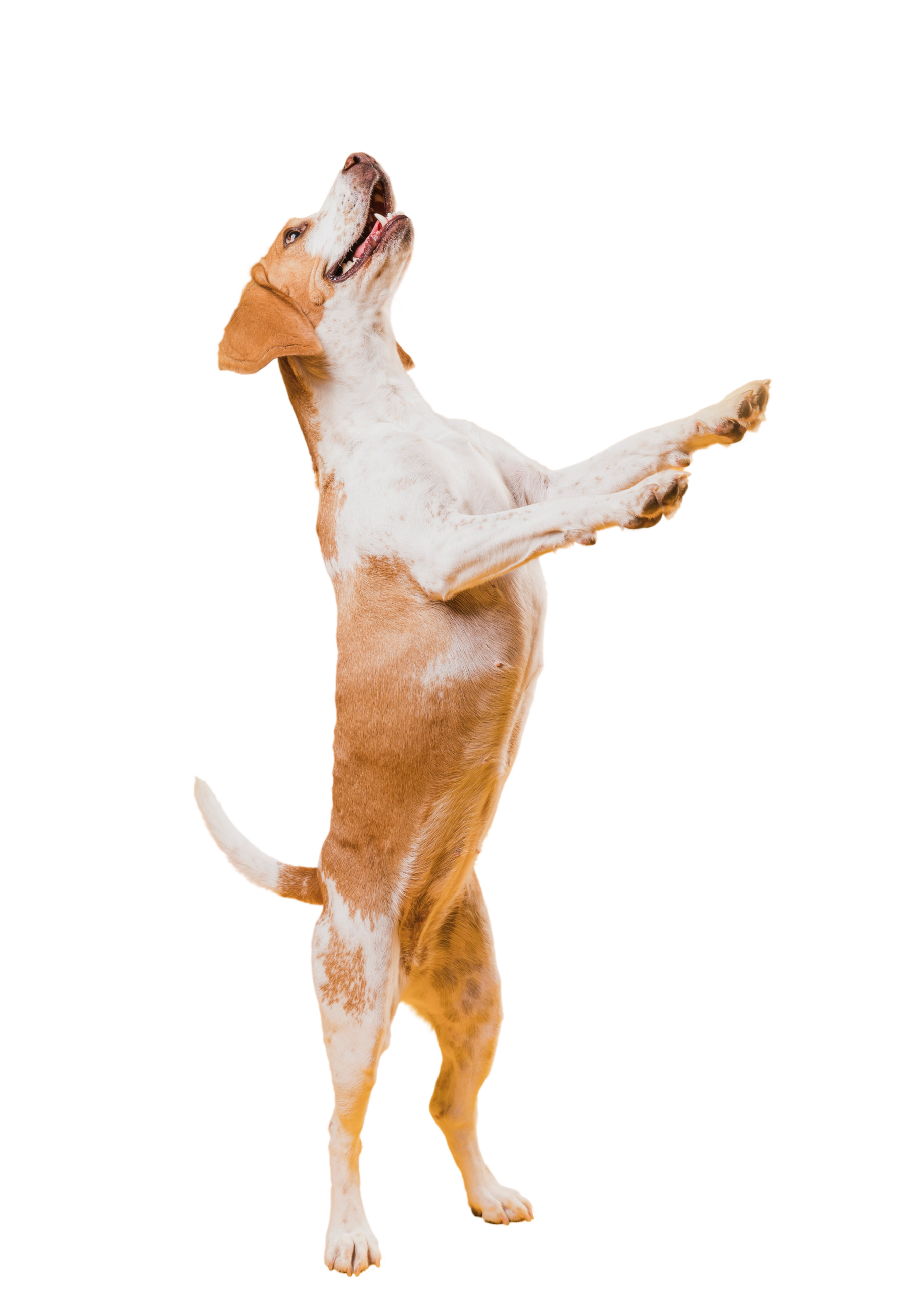 Stresszmentes hétköznapok a kutyával