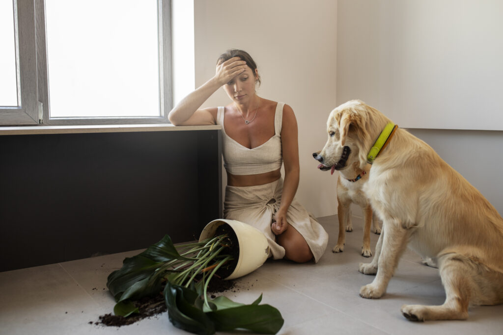 Szeparációs szorongás tünetei és kezelése kuytáknál